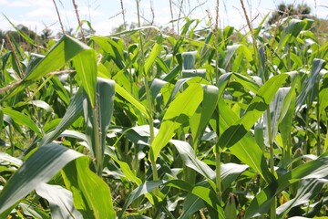 corn field in the wind