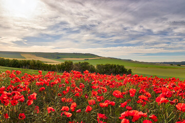 Obraz premium Field of Poppies.