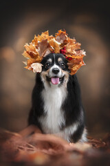 A cute tricolor welsh corgi pembroke fluffy dog with a wreath of leaves on her head sitting against the backdrop of a bright autumn landscape. The mouth is open. Looking into the camera