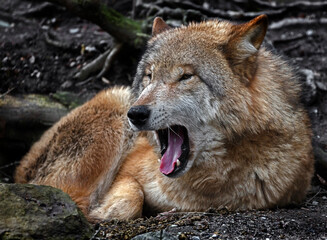 Mongolian wolf . Latin name - Canis lupus chanco	