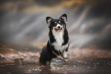 A cute tricolor welsh corgi pembroke fluffy dog standing with his front paws on a stone among the river water against the backdrop of a bright autumn landscape. The mouth is open. Paw in the air