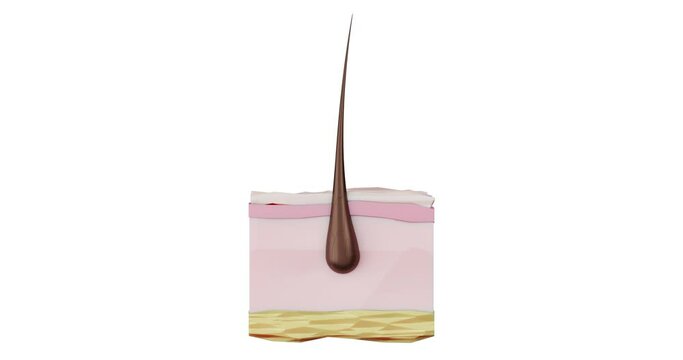 3d render animation macro-level skin structure of the stages of the recovery cycle hair growth hair loss, baldness, alopecia, hair removal. Hair growth, care, strengthening, removal, hair loss
