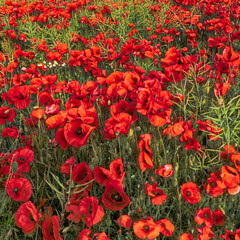 Field of Poppies.