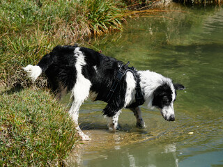 Border collie en naturaleza