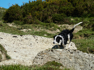 Obraz premium Border collie en naturaleza
