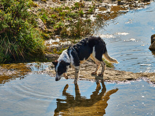border collie en naturaleza