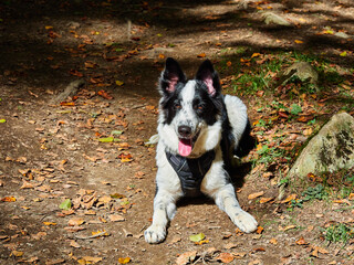 border collie en naturaleza