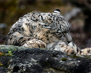 Fototapeta premium Snow leopard sleeping on the rock. Latin name - Uncia uncia