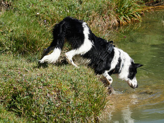 Border collie en naturaleza
