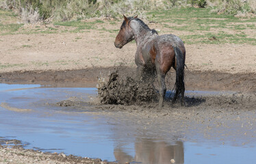 Fototapeta premium Wild Horse in the Utah Desert