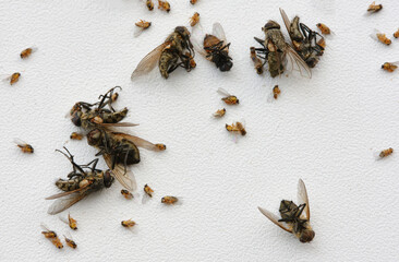 Dead flies on a white windowsill. Many dead house flies lies on a windowsill. Black dead body of the fly lying on the white table or windowsill. Shallow depth of field.  Focus on big flies