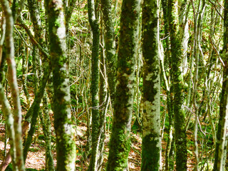 Selva de Irati Otoño