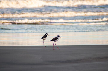 Pernilongos de pescoço branco hunting on the seafront