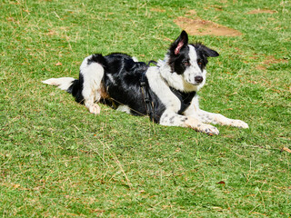 Border collie en naturaleza