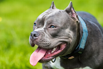 Blue hair female American Bully dog female closeup portrait outside