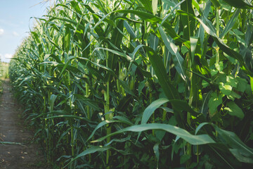 ground path through corn field