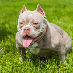 A pocket female American Bully puppy dog sitting on green grass