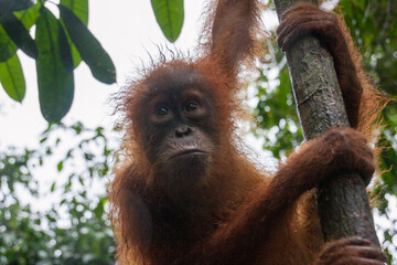 A young orang utan child after a short rain fall in the sumatra jungle clinging to the young trunk of a tree