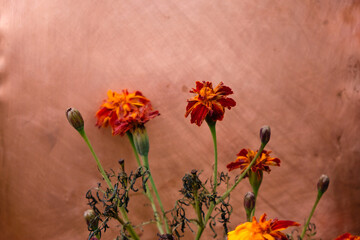 Faded marigold on the copper background. Outdoor. 