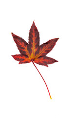 Autumn painting, Autumn maple leaves, Solitary leaf on white background, different colors. Yellow, red, burgundy, green, orange, Tree with wide, in most species, figured leaves.
