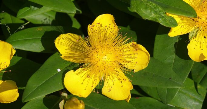 St. John's Wort, hypericum sp., Flowers and Leaves, Normandy, Real Time 4K
