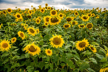 Bright, yellow sunflowers bloomed in the field on a sunny summer day. 