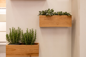 interior design, minimalist vertical garden of wooden box with sage and rosemary