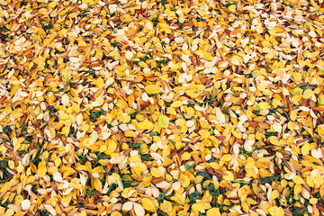 background of yellow leaves