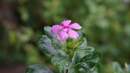 pink and white flowers