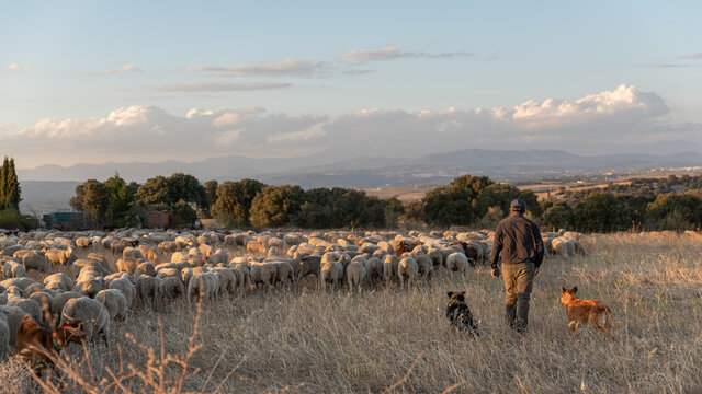Flock of sheep on the transhumance at sunset