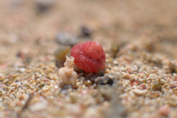 Sand from Elafonisi beach on Crete, Greece. Closeup shot of sand  with some tiny red shell..