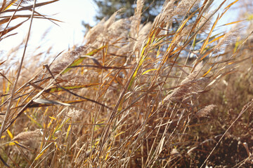 Fototapeta premium Golden dried meadow grass. Beautiful fall rural nature background .