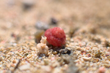 Sand from Elafonisi beach on Crete, Greece. Closeup shot of sand  with some tiny red shell..