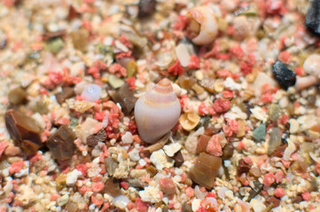 So-called pink sand from Elafonisi beach on Crete, Greece. Closeup shot of pink sand  with some tiny shells..