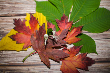Colorful autumn leaves on black background
