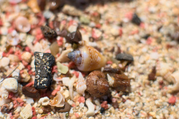 So-called pink sand from Elafonisi beach on Crete, Greece. Closeup shot of pink sand  with some tiny shells..