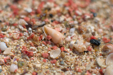 So-called pink sand from Elafonisi beach on Crete, Greece. Closeup shot of pink sand  with some tiny shells..