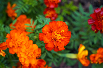 Field of orange marigold flowers.