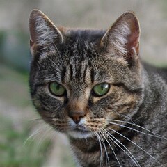 Portrait of a nice cat