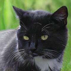 Portrait of a nice cat