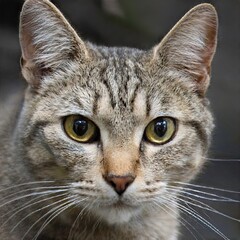 Portrait of a nice cat