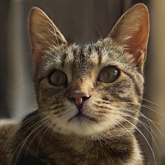 Portrait of a nice cat