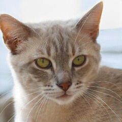 Portrait of a nice cat