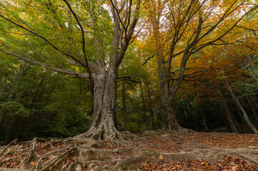 Otoño en el Montseny