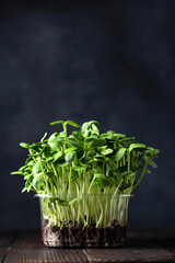 fresh different organic microgreens for healthy nutrition