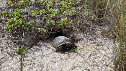 Gopher Turtle Leaving Burrow