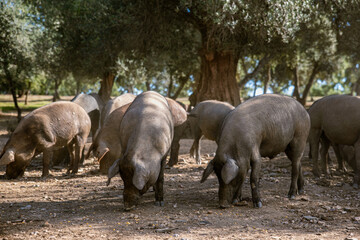 A group of Iberian pigs on the farm