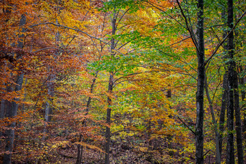 Herbstwald auf der schwäbischen Alb