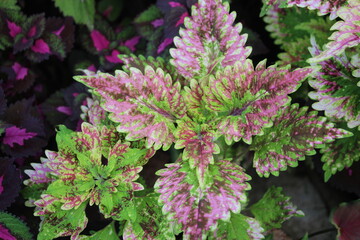 pink and green leaves