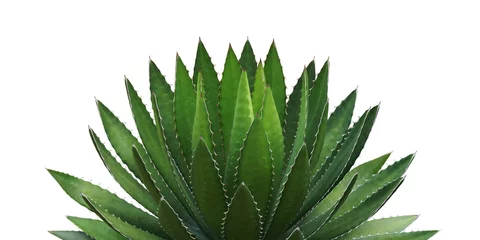 Foto op Plexiglas Agave plant geïsoleerd op een witte achtergrond met uitknippad © masummerbreak
